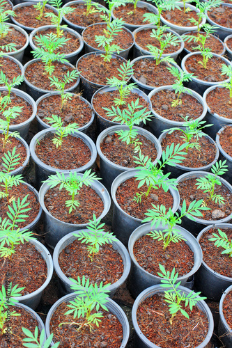Green plant pots in a plant nursery