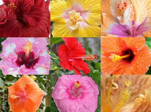 Fototapeta Naklejka Na Ścianę i Meble -  variétés d'hibiscus