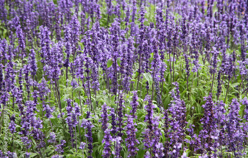 Decorative violet flowers in a garden. Background.