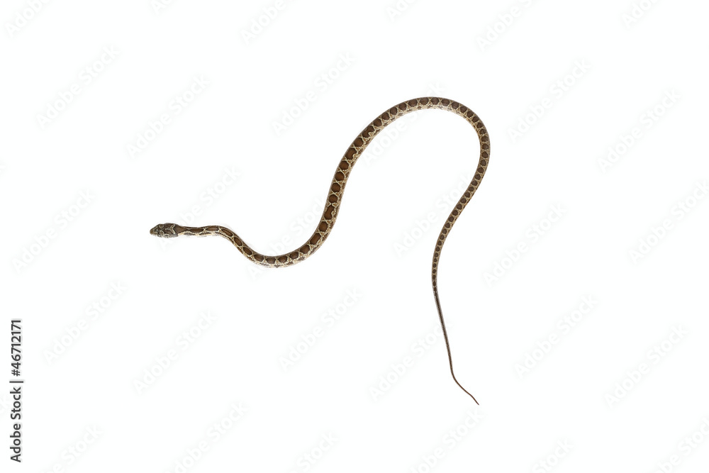 horseshoe snake horseshoe snake