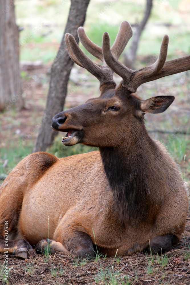 Mule deers at Grand Canyon National Park, US.. Mule deers at Grand Canyon National Park, US..