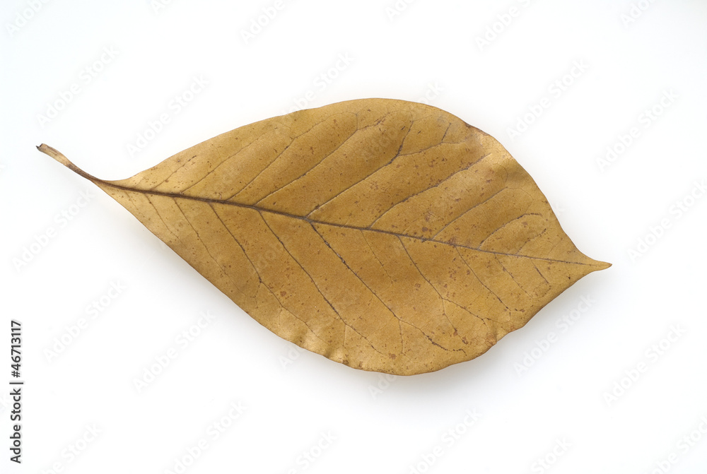 Magnolienblatt, Herbst Magnolienblatt, Herbst