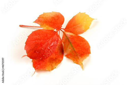 Fall - autumn leaves isolated on white background