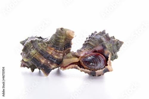 isolated whelk