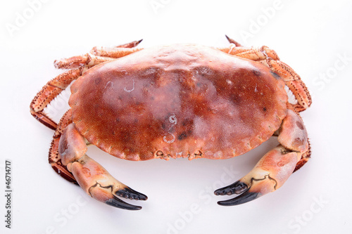 isolated crab