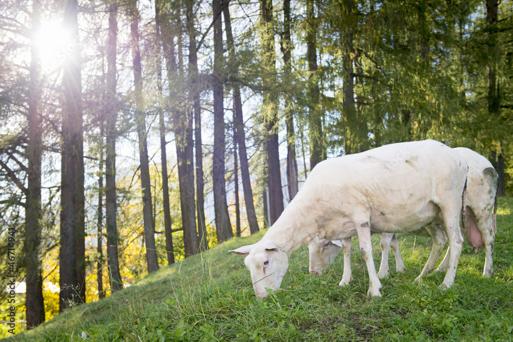 sheep graze at hill with forest in back and sun back light sheep graze at hill with forest in back and sun back light