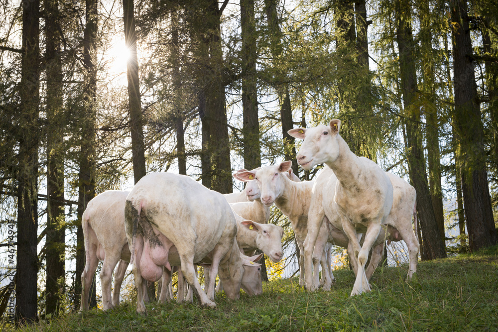 Obraz premium crowd of grazing sheep with big udder in front of forest