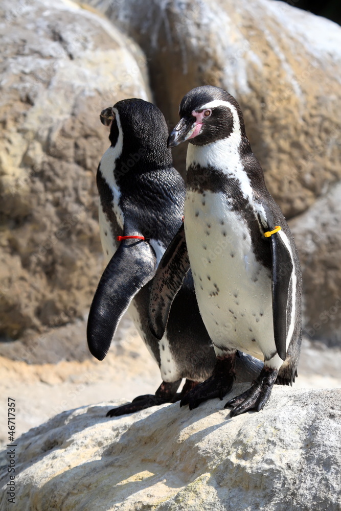 Naklejka premium Humbols Penguin