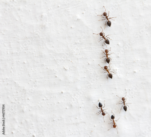 Obraz na plátně ant on a white background. macro