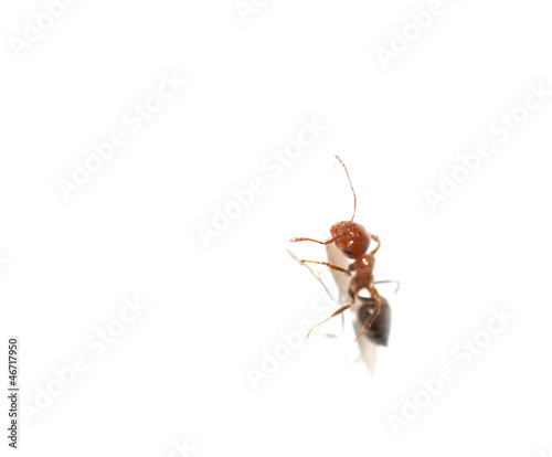 ant on a white background. macro © schankz