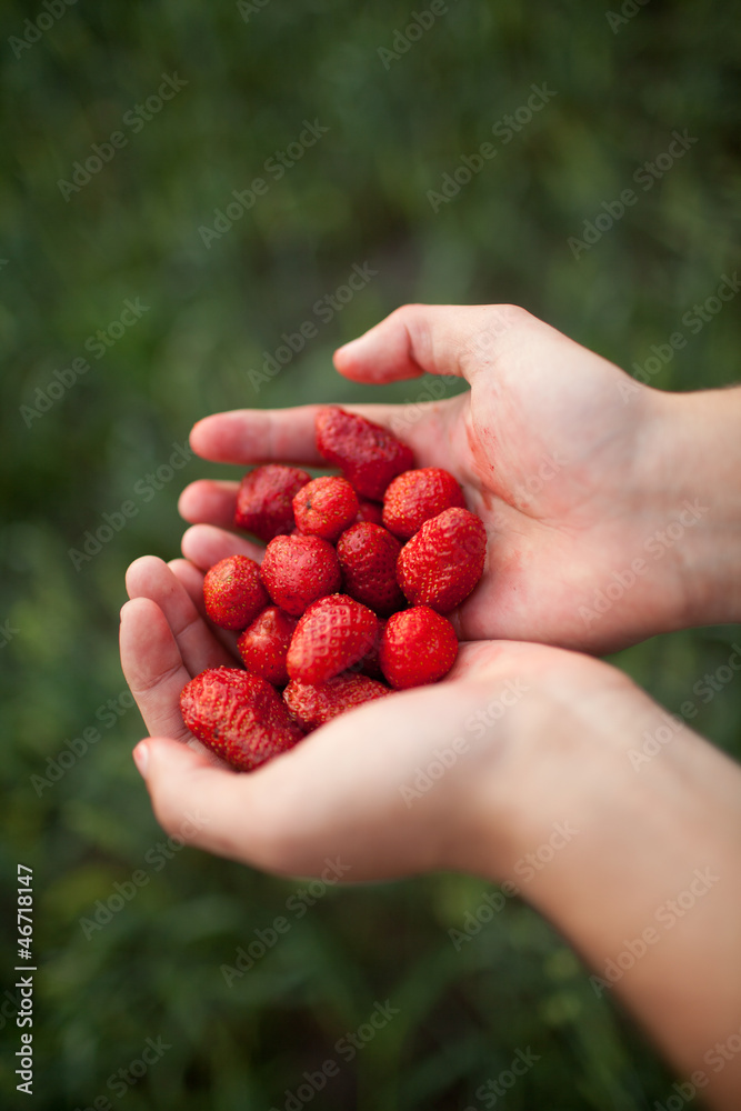Strawberry in hands Strawberry in hands