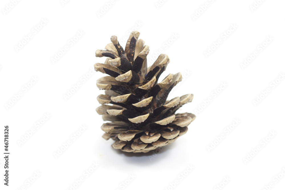 pomme de pin pomme de pin