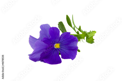 Cut flower of viola isolated on white background