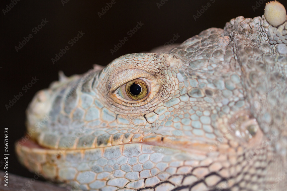 Amazing Iguana specimen