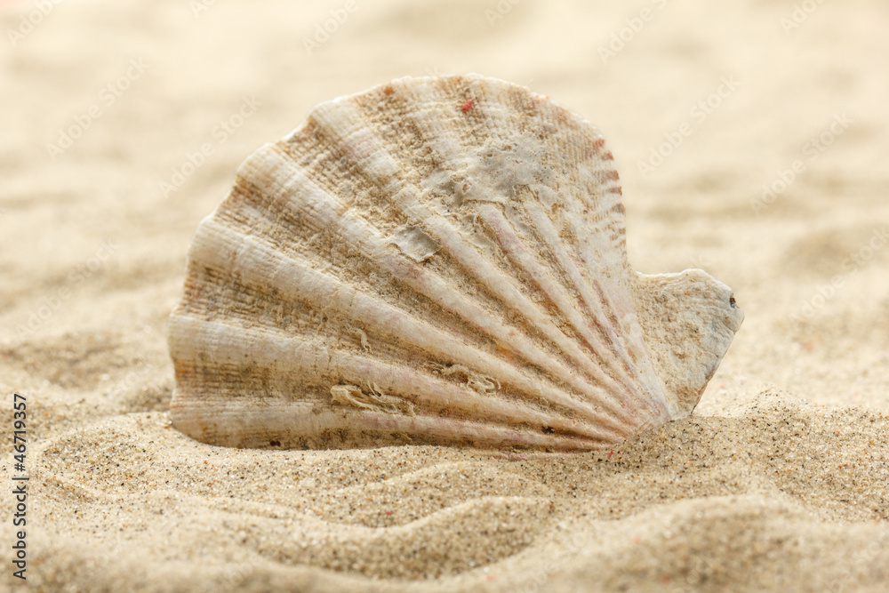 Sea shell stuck in sand