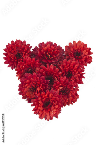 red chrysanthemum isolated © ksena32