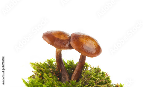 honey agarics isolated