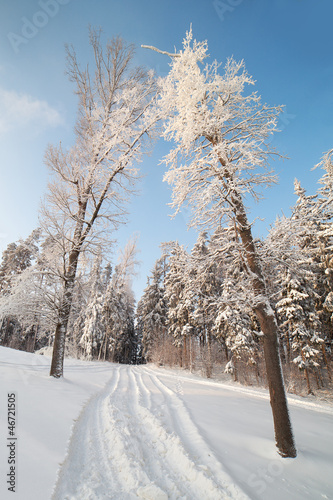 Winter landscape.
