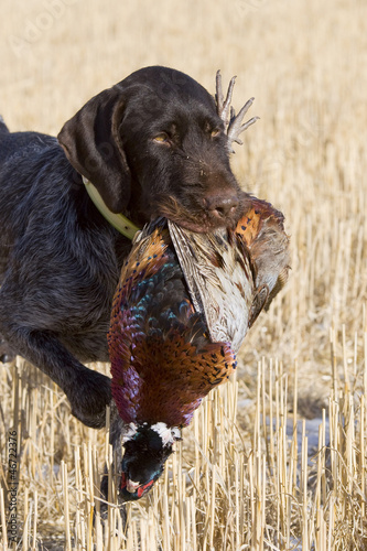 Hunting Dog with a Rooster Pheasant