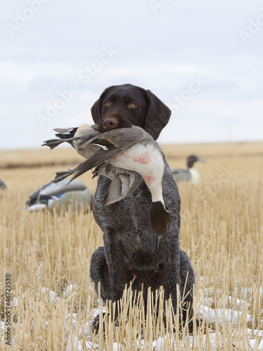 Hunting Dog with a Drake Pintail
