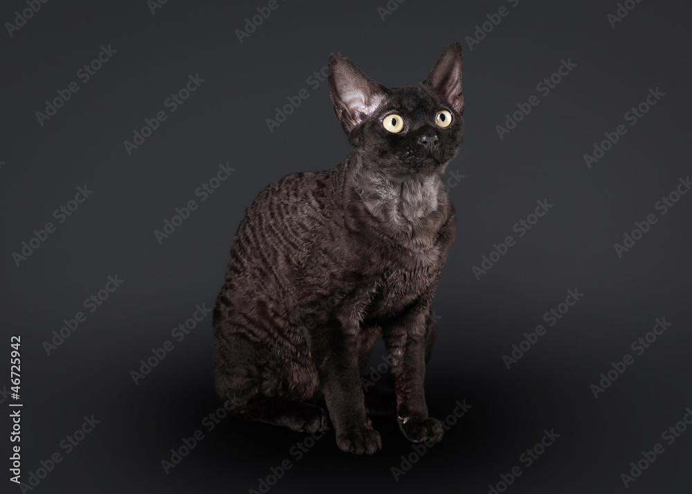 black devon rex cat on black background