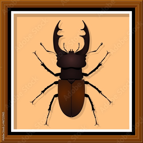 Entomological exhibit - Stag Beetle in the frame.