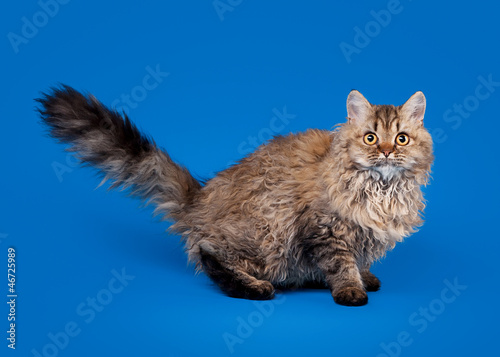 фотографія selkirk rex cat on sky blue background