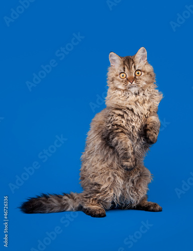Εκτύπωση καμβά selkirk rex cat on sky blue background