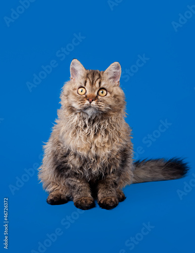 Konstfotografi selkirk rex cat on sky blue background