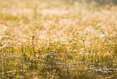 Deschampsia flexuosa L., syn. Avenella flexuosa