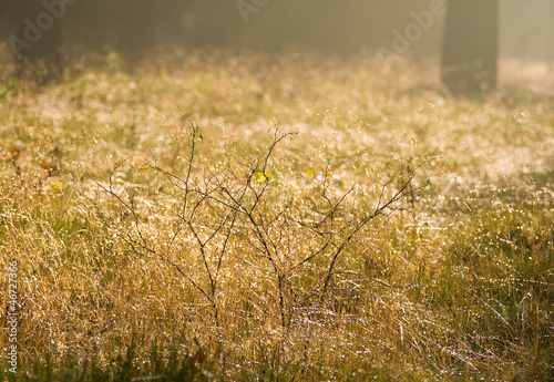 Deschampsia flexuosa L., syn. Avenella flexuosa