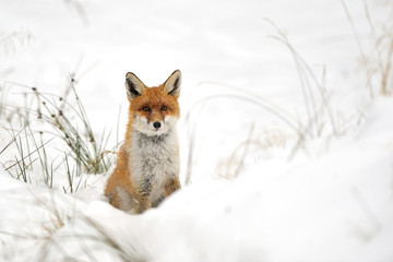Wandcirkels Vos Rode vos sluipt door verse sneeuw  © Stanislav Duben
