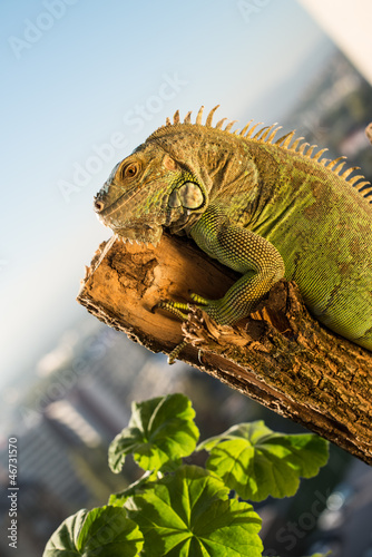 Fototapeta Naklejka Na Ścianę i Meble -  iguana posing