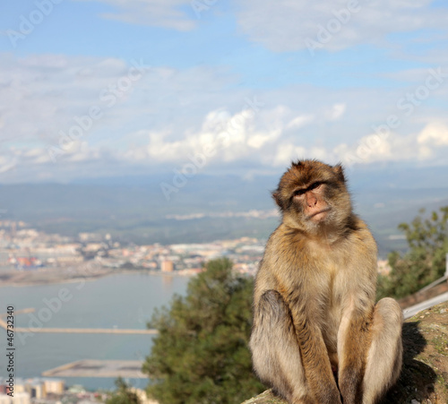 barbary ape gibralter © leslie sanders