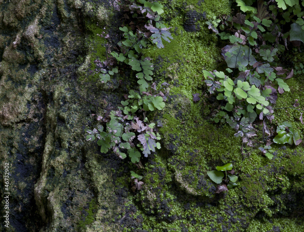 Part of the ground area with a moss and grass