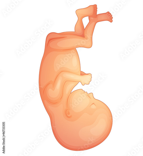 human fetus