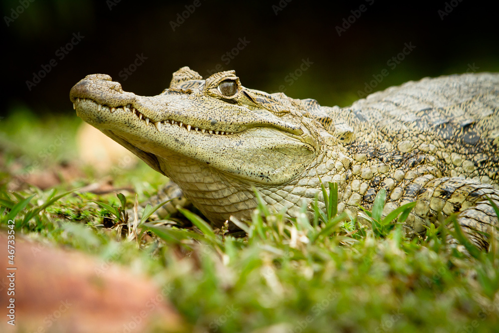 Fototapeta premium Crocodile is between land and water