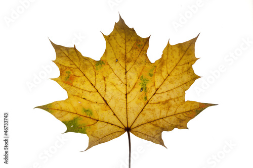 Maple leaf on white.
