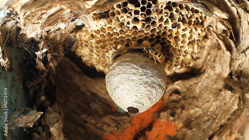 Wasps building a nest. photo