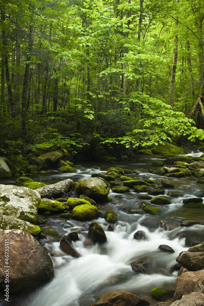 Fototapeta premium Springtime Creek Flowing Through Smoky Mountain Forest