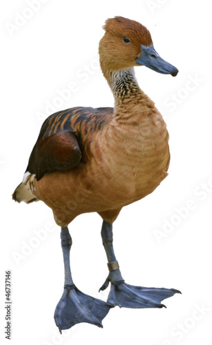 Isolated Fulvous Whistling Duck photo