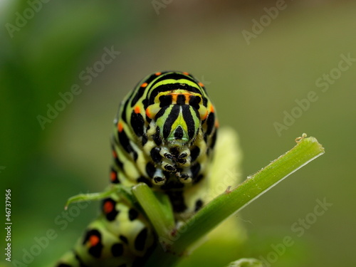 Caterpillar of day time butterfly photo