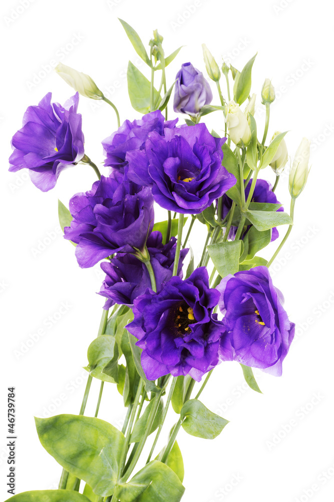 Advantage purple flower eustoma