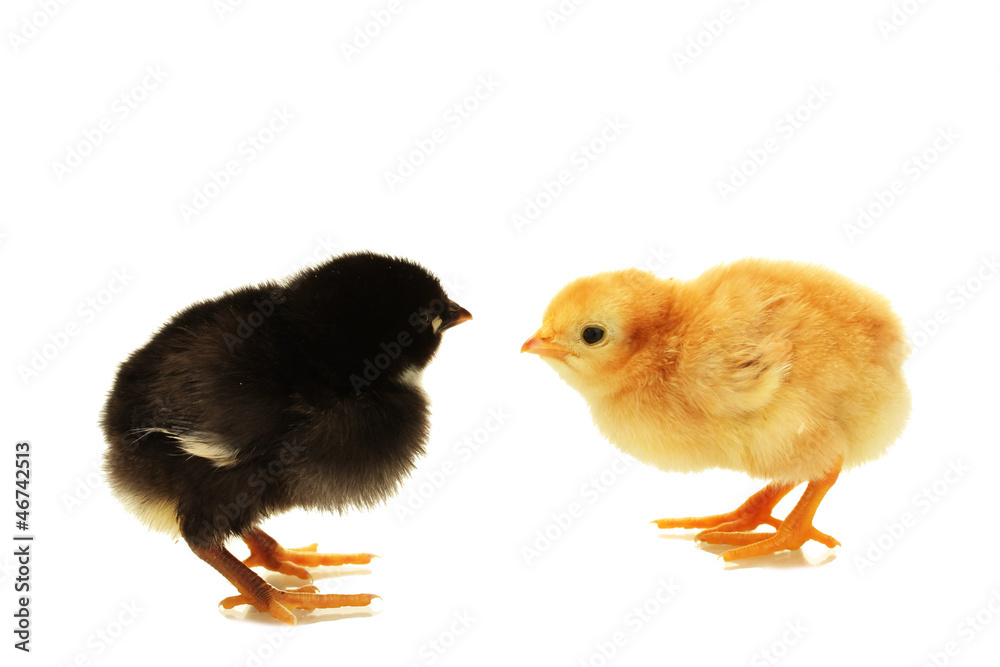 black and yellow little chickens isolated on the white black and yellow little chickens isolated on the white
