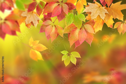 autumn leaves