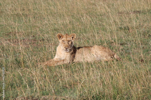 ケニアマサイマラ 牝ライオン