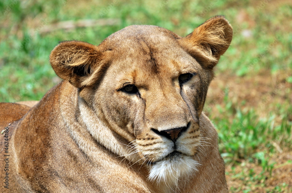 Fototapeta premium The Lion