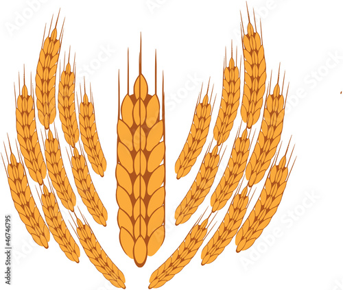 spiga grano