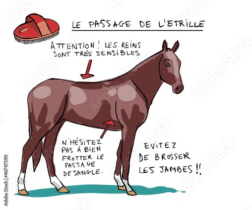 Equitation