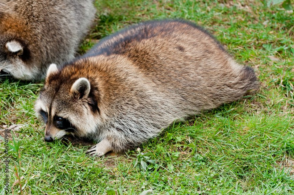 Obraz premium Cute raccoon on green grass